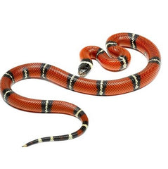 Sinaloan Milk Snake