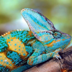 Chamaeleo calyptratus
