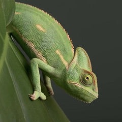 Veiled Chameleon Blue 5-8cm