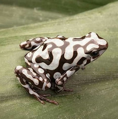 Dartfrog Pena Blanca