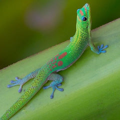 Gold Dust Daygecko
