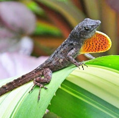 Brown Anole Anolis Sagrei