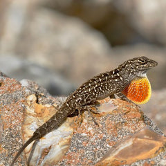 Anolis sagrei Red Bahama Anole