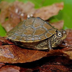 Map Turtle