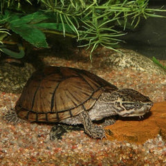 Common Musk Turtle