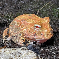 Pacman Frog Strawberry