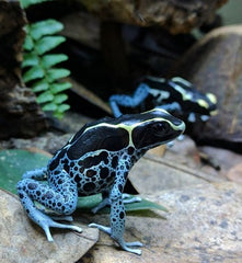 Dendrobates tinctorius powder blue