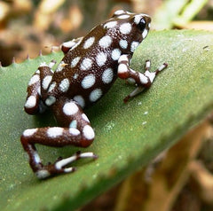 Maranon dart frog