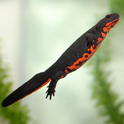 Fire-bellied Newt