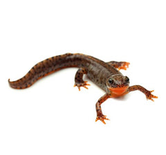 Ribbed newt Pleurodeles