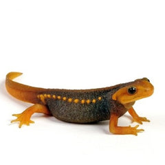 Crocodile Newt
