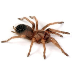 Red Knee Tarantula Medium