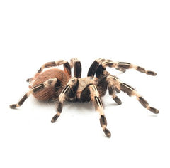 Brazilian Red/White Tarantula S