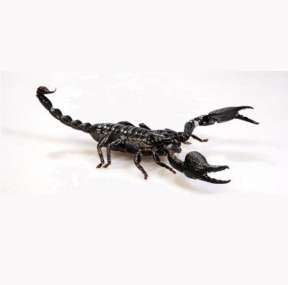 Asian Black Forest Scorpion