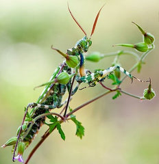 Dwarf devilmantis