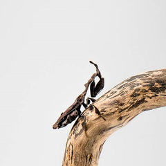 Ghost Mantis