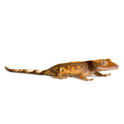 Crested Gecko Harlekin