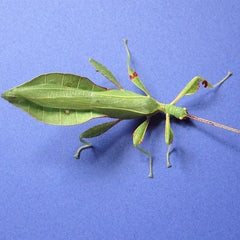Walking Leaf