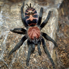 Davus pentaloris Red Tiger Rump Tarantul