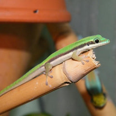 Blacklined Day Gecko