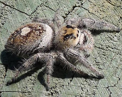 Jumping Spider North Florida @