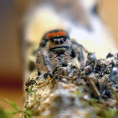 Diligent Jumping Spider