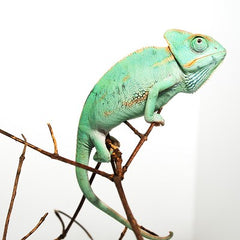 Jemen kameleon blauw