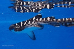 Stegostoma fasciatum - T.B.