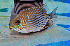 Siganus lineatus - T.B.