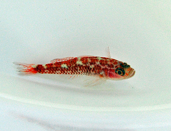 Trimma cf. caesiura - T.B.
