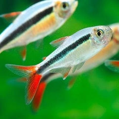 Thayeria sp. Rio Teles Pires M