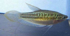 Trichopterus pumila Dwergknorgourami M