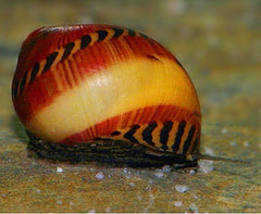 Vittina waigiensis- Red Racer snail 2 cm