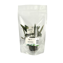 Cryptocoryne wendtii brown in stazak