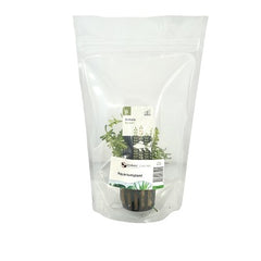 Rotala bossii in stazak