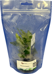 Hygrophila pinnatifida in stazak