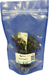 Ludwigia palustrusi super red in stazak
