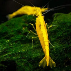 Caridina sp. Yellow gold garnaal