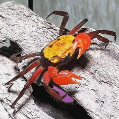 Geosesarma sp.Yellow Vampierkrab