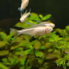 Hyph.h.axelrodi Zwarte neon albino M