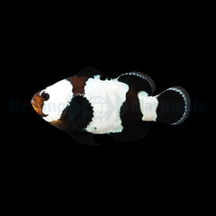 Amphiprion ocellaris (Black Snowflake) - DJM Bred