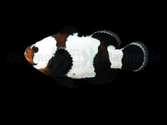 Amphiprion ocellaris (Black Snowflake) - DJM Bred