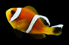 Amphiprion omanensis - DJM Bred