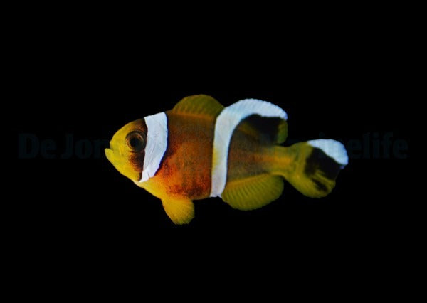 Amphiprion omanensis - DJM Bred