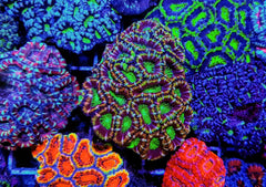 Acanthastrea lordhowensis (Premium)