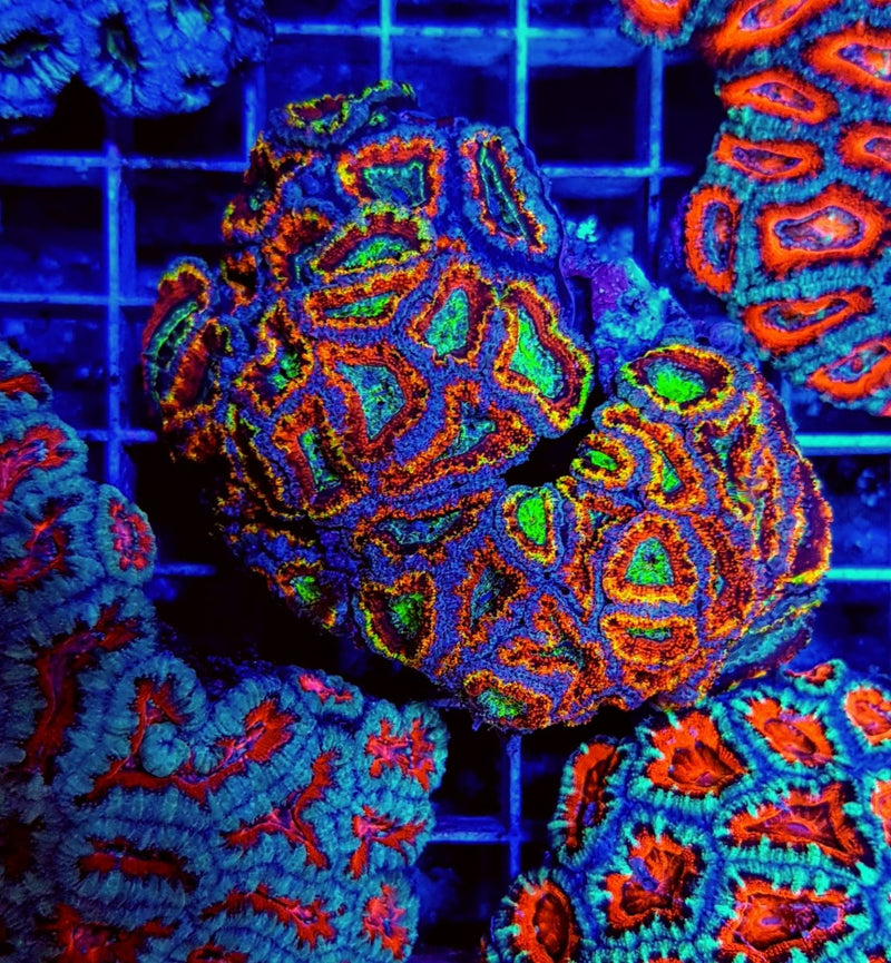 Acanthastrea lordhowensis (Ultra)