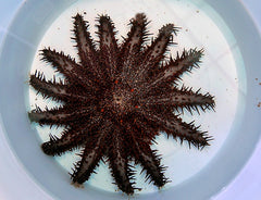 Acanthaster planci