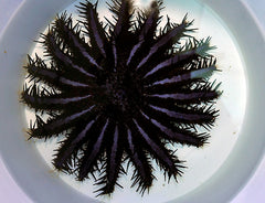 Acanthaster planci (Colored)