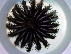 Acanthaster planci (colored)