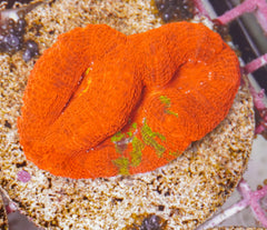 Acanthastrea bowerbanki (Bleeding Apple) (frag)